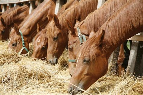 Herd Of Horses Eating Dry Hay In Summertime Rural Scene — Stock Photo