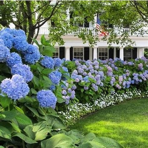 Beautiful Hydrangea Design Ideas Landscaping Your Front Yard 07 Magzhouse