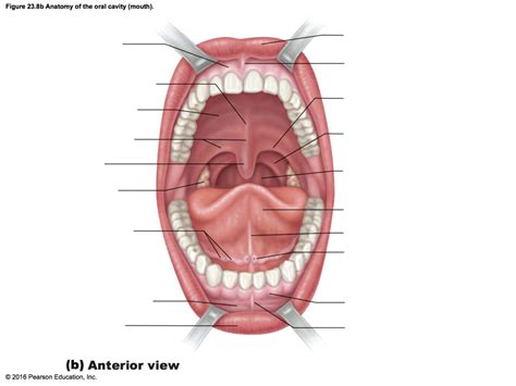 Figure 238b Anatomy Of The Oral Cavity Mouth Diagram Quizlet