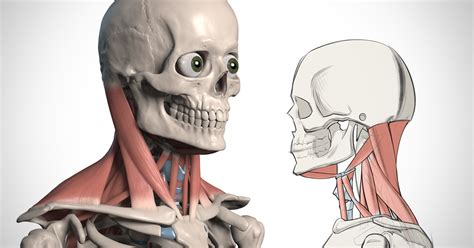 Maybe you would like to learn more about one of these? How to Draw the Neck - Anatomy for Artists | Proko