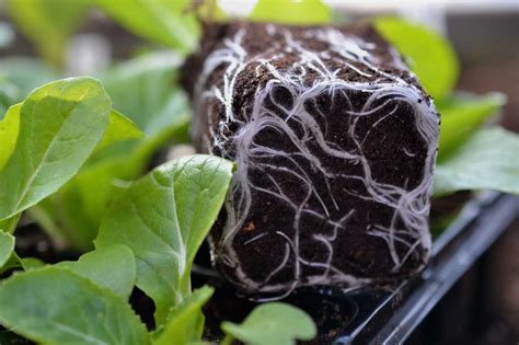 How To Get Healthy Roots Saras Kitchen Garden