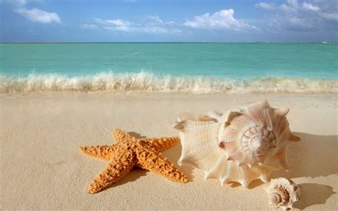 Starfish Seashells Beach Sand Wallpaper Hd Wallpaper