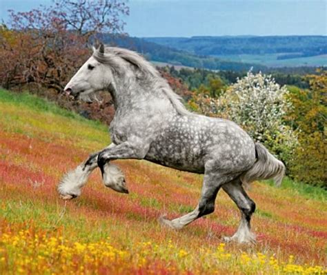 Shire Stallion Stanley Photo Ekaterina Druz Dapple Grey Horses