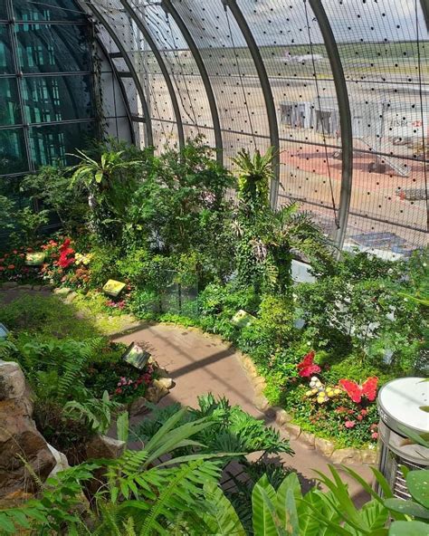 The garden has a lot of flowers and plants that allows butterflies to fly freely in a natural environment. Beautiful Butterfly Garden! Located in Terminal 3 Changi ...