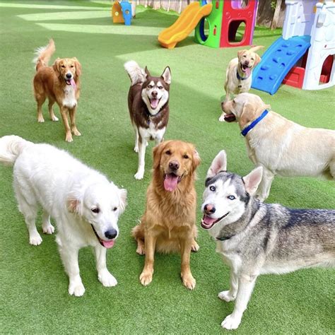Tails & trails country pet resort ⭐ , canada, dunrobin, 2977 stonecrest rd rr 2: Urban tails pet resort in dubai ! : aww