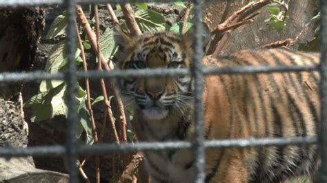Zookeeper Hospitalized After Tiger Attack At Topeka Zoo