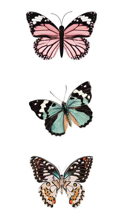 Maybe you would like to learn more about one of these? VSCO - reesebrewer - Images | Butterfly art, Butterfly ...