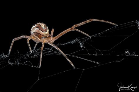 Latrodectus Theridiidae Picture Thread Page 37 Arachnoboards