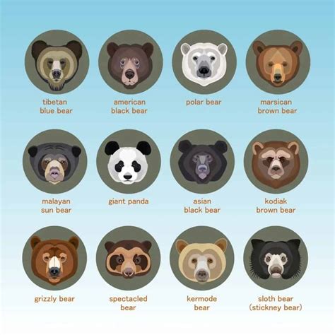 11 Types Of Bears From Around The World Nayturr