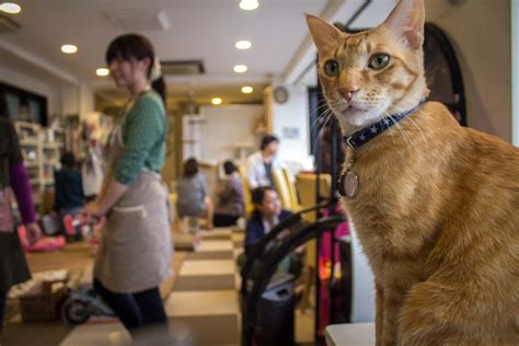 Because cats that are up for adoption and coffee/tea/snacks is pretty much my idea of heaven… Tokyo cat cafe: weird cafes in Japan