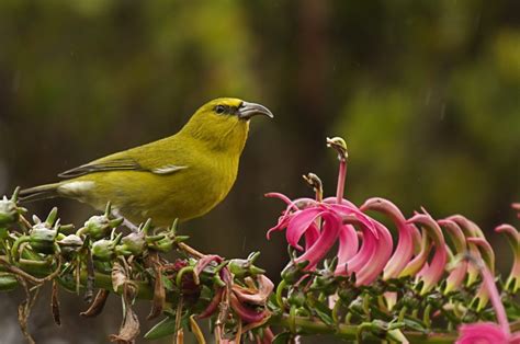 The Beloved Hawaiian Honeycreeper Birds Are At Risk Of Extinction From
