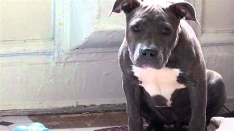 Zoey The Blue Brindle Pitbull Terrier Youtube