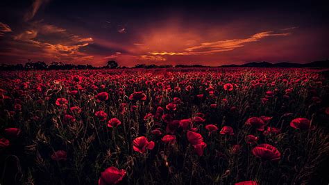 Hd Wallpaper Flowers Poppy Cloud Dark Earth Field Red Flower