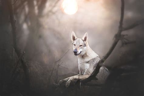 Flickrpp4bbbe Hera Hera Spirit Animal Dog Pictures