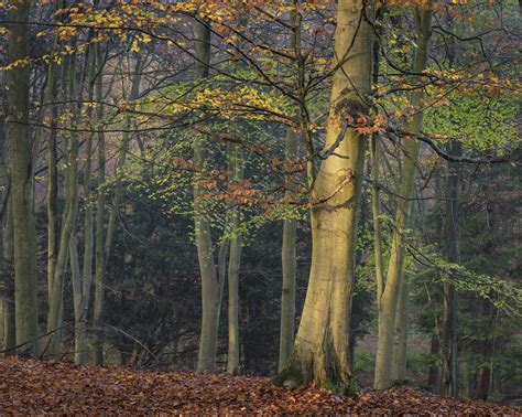 Common Beech Fagus Sylvatica Trees Autumn Colour Kings Wood
