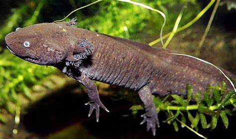 That is at a single time, not over its lifespan. Axolotl - Mexican Mudkip, Never Grows Up | Animal Pictures ...