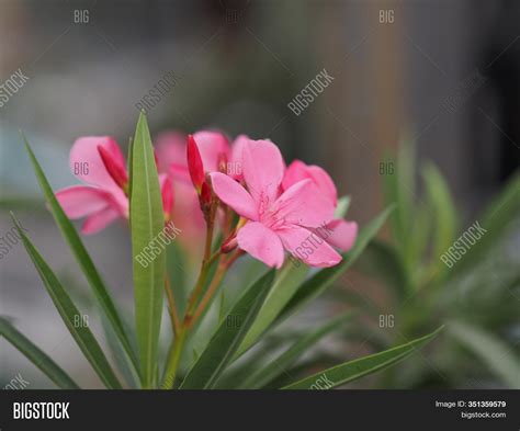 Sweet Oleander Rose Image And Photo Free Trial Bigstock