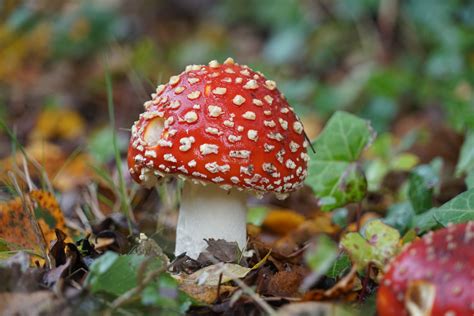 Poisonous Mushroom Free Stock Photo Public Domain Pictures