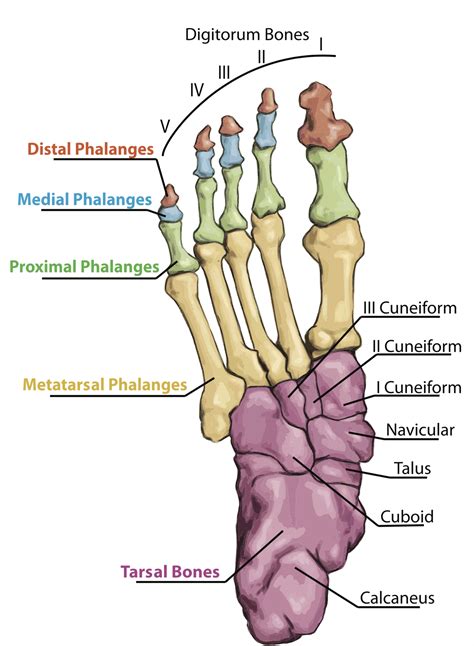 Foot Biomechanics Part 9 The Bones Of The Foot Ankle Biomechanics