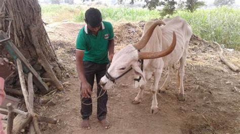Rahat Means Relief One Bullock At A Time Animal Rahat