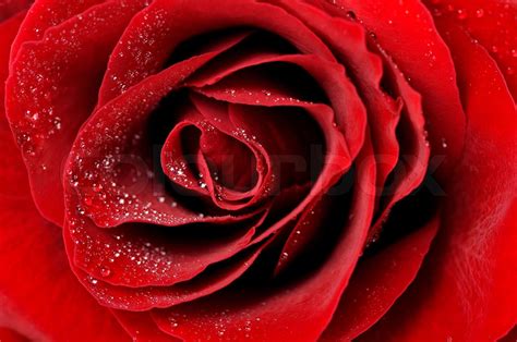 Dark Red Rose With Dew Drops Very Close Up Stock Image Colourbox