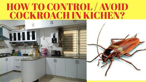 6 Tips To Get Rid Of Cockroaches At Home How To Get Rid Of Cockroaches In Kitchen தமிழில்