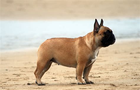 Difference Between Boston Terrier And French Bulldog Facts Features