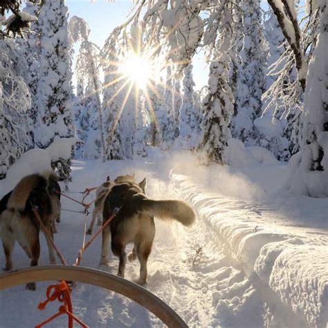 Huskyprogramme Lammintupa Ruka Kuusamo Finnland