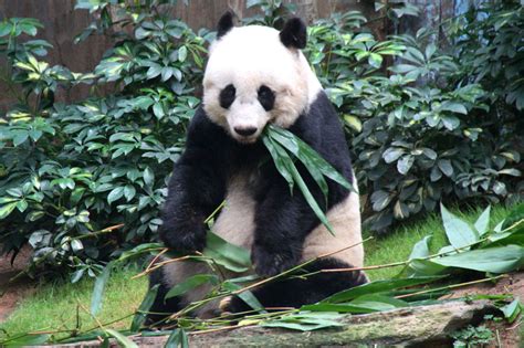 Worlds Oldest Panda Celebrates With Cake And Bamboo Happy Birthday