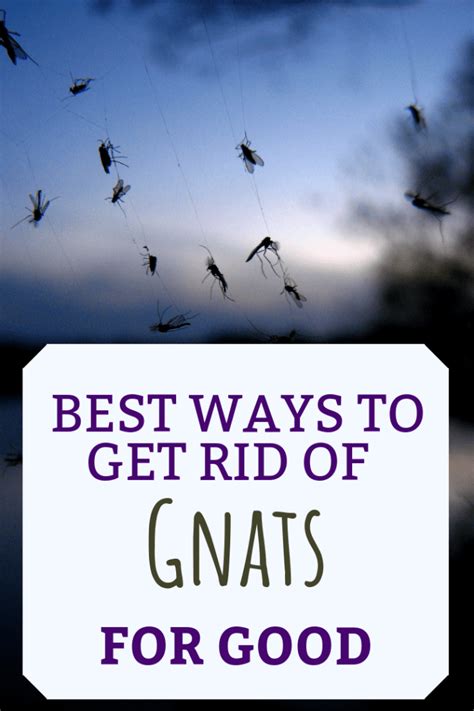 What Causes Gnats And How To Get Rid Of Them Dengarden Home And
