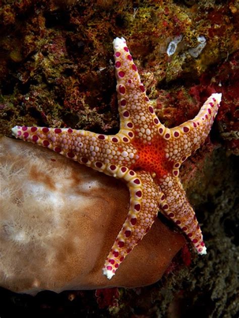 340 Best Fishstar Fish Images On Pinterest Marine Life