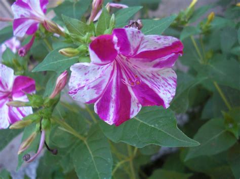 Striped Four Oclock Beautiful Flowers Garden 4 Oclock Flowers