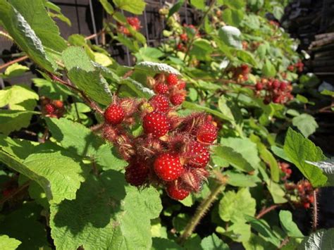 Snack On Edible Wild Berries In West Virginia This Summer As You Hike
