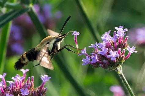 We did not find results for: 7 Insect Pollinators That Aren't Bees or Butterflies
