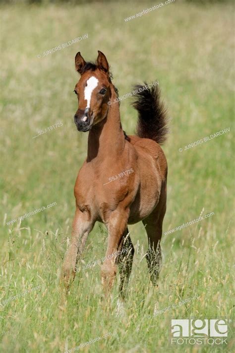 Arabian Horse Bay Foal With Blaze Galloping On A Pasture Germany