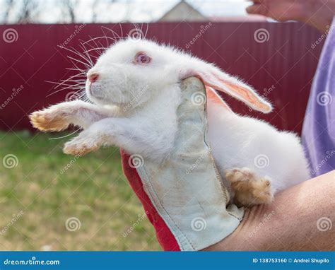 Portrait Of A White Rabbit On The Hands Stock Photo Image Of Beauty