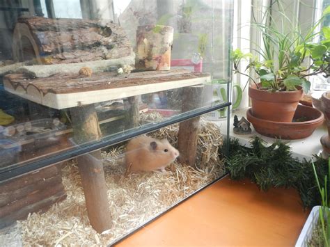 Hamster Natural Hamster Cage Terra Hamster Cage Hamster Habitat Diy