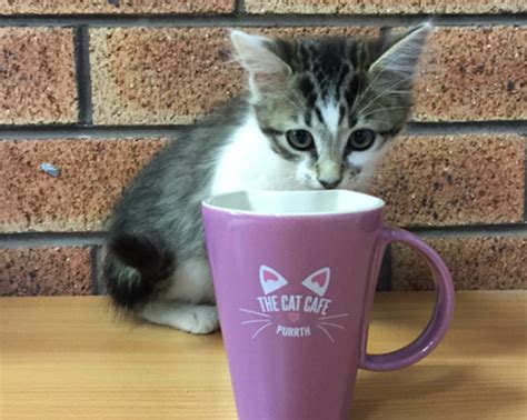 How much pet euthanasia should cost. The Cat Cafe, Subiaco | Perth | The Urban List