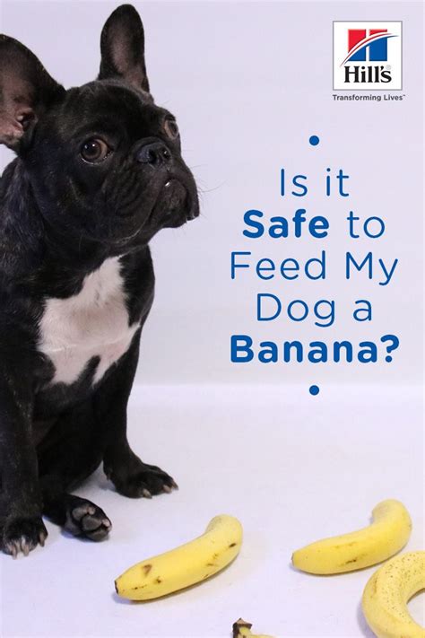 Check spelling or type a new query. Can Dogs Eat Bananas? (With images) | Can dogs eat bananas ...