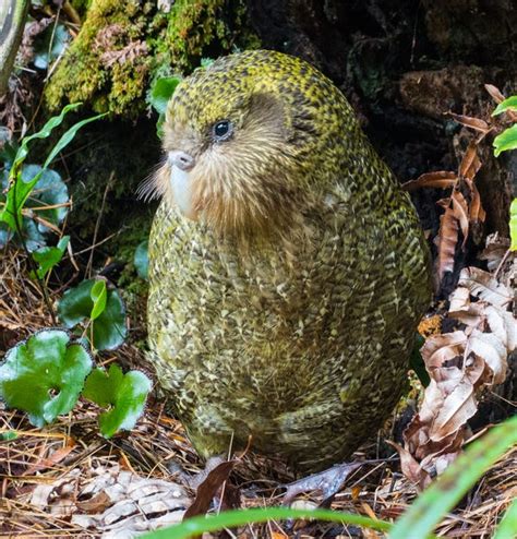 Endangered New Zealand Kākāpō Parrot Sees Population Boost