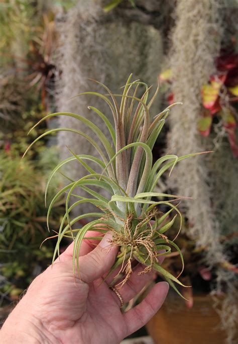 40 Stunning Photos Featuring Varieties And Types Of Air Plants