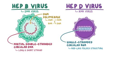 Hepatitis B And Hepatitis D Virus Video And Anatomy Osmosis