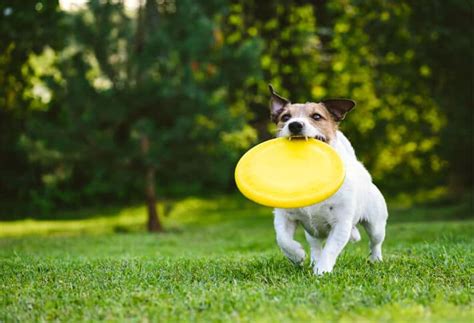 The Best Dog Frisbees In 2024 Doggear Top Picks