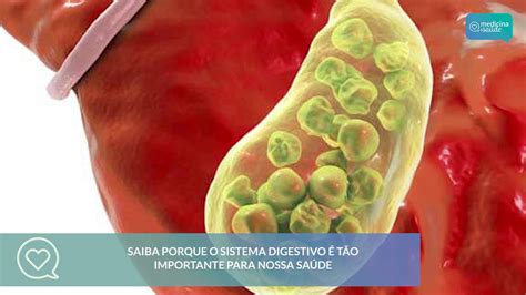 Qual A Importância Da Digestão Para O Nosso Corpo