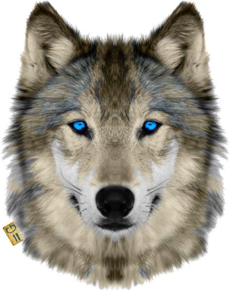 X Cm Tatoeage Wolf Blauwe Ogen Wolven Kunst