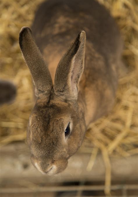 Rabbit Free Stock Photo Public Domain Pictures