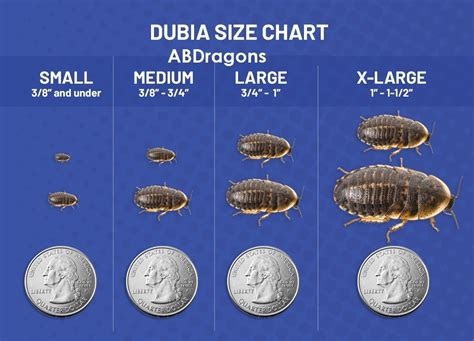 Dubia Roaches Small 38 And Under In A Cup Abdragons