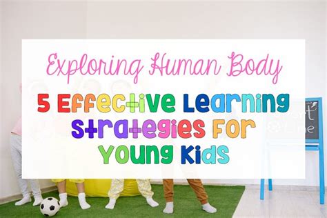 Exploring The Human Body 5 Effective Learning Strategies For Young