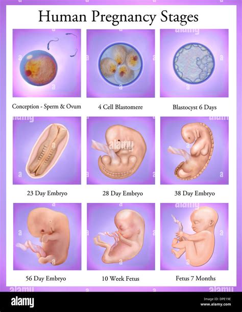 Etapas Del Embarazo Humano Fotografía De Stock Alamy