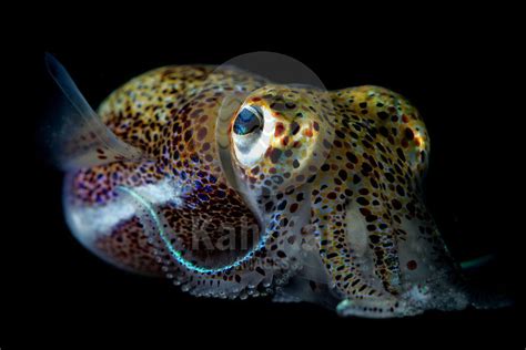 Kahi Kai Images Euprymna Scolopes Hawaiian Bobtail Squid